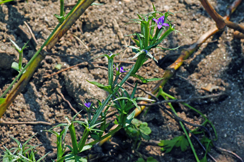 Legousia falcata / Specchio di Venene minore